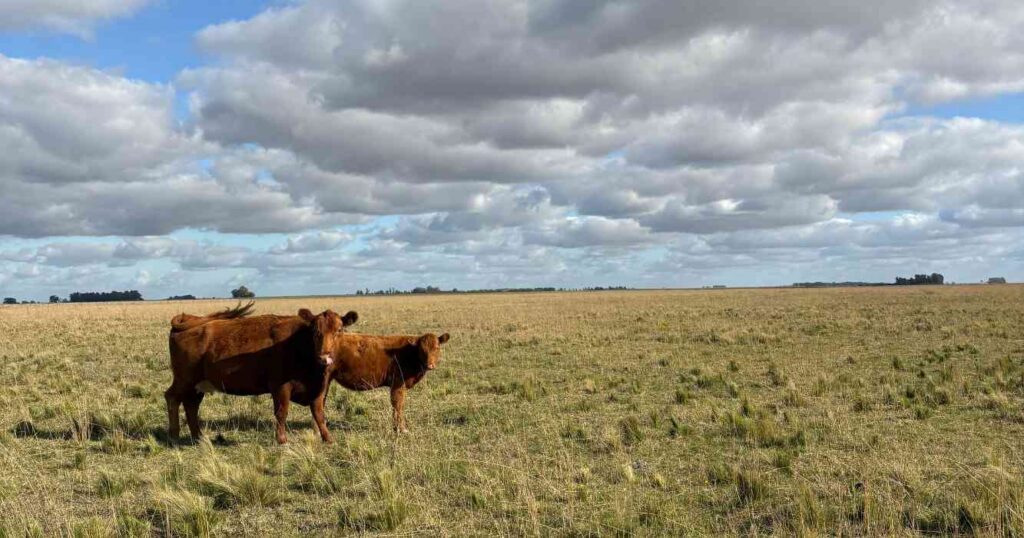 Ganadería, invernada, cría