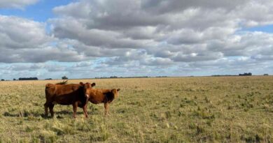 Ganadería, invernada, cría
