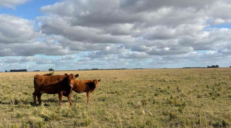 Ganadería, invernada, cría
