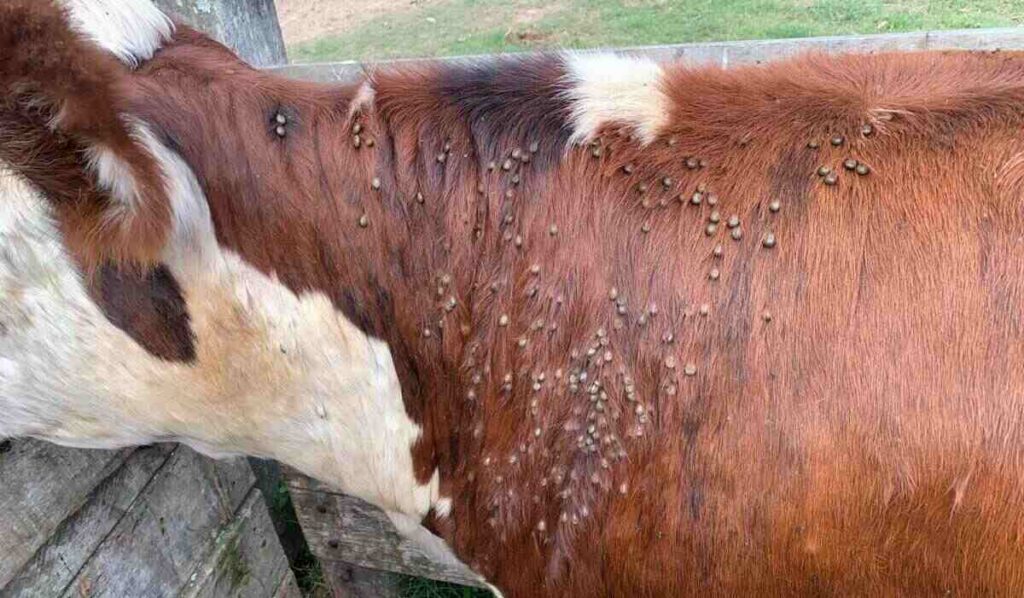 Garrapata Bovina, Entre Ríos, Ganadería