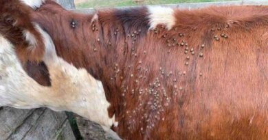 Garrapata Bovina, Entre Ríos, Ganadería