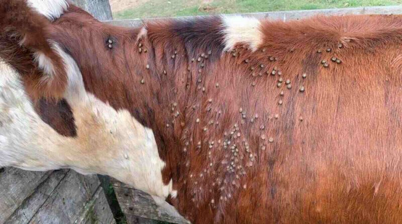 Garrapata Bovina, Entre Ríos, Ganadería