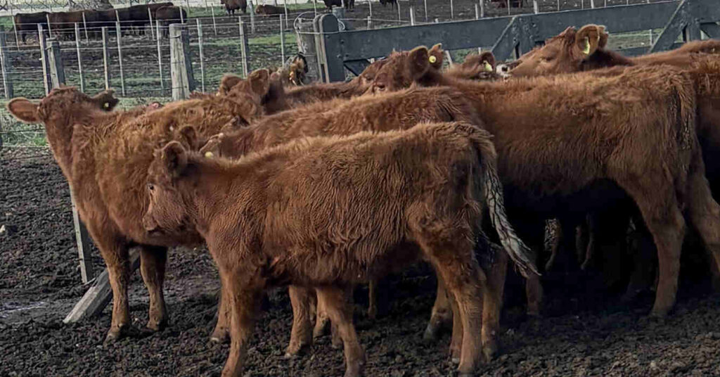 Garrapata Bovina, Ganadería