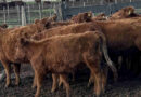 Garrapata Bovina, Ganadería