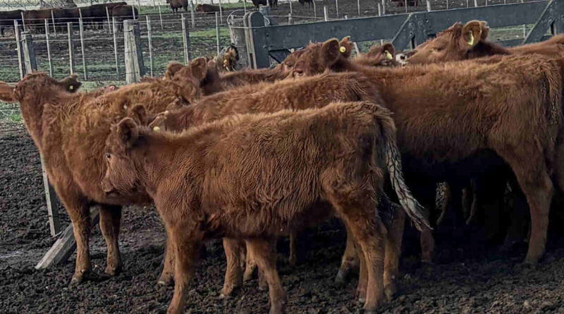 Garrapata Bovina, Ganadería
