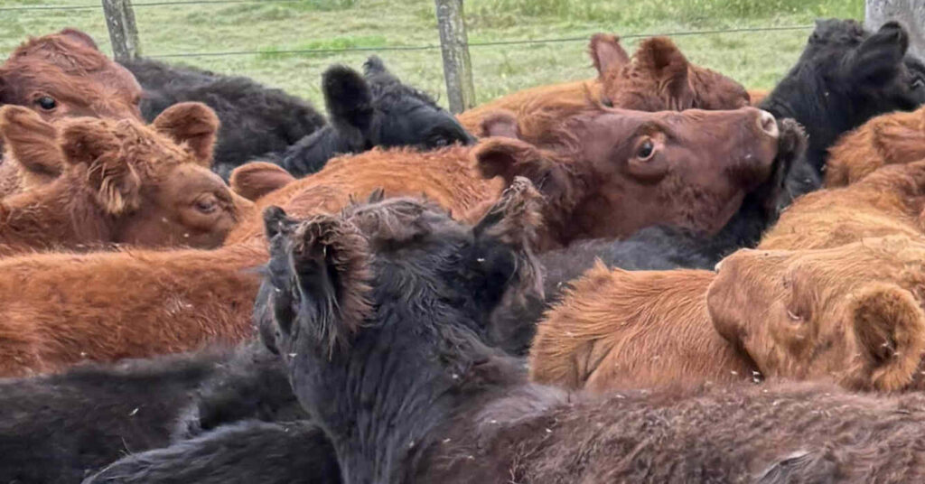 Garrapata Bovina, Ganadería