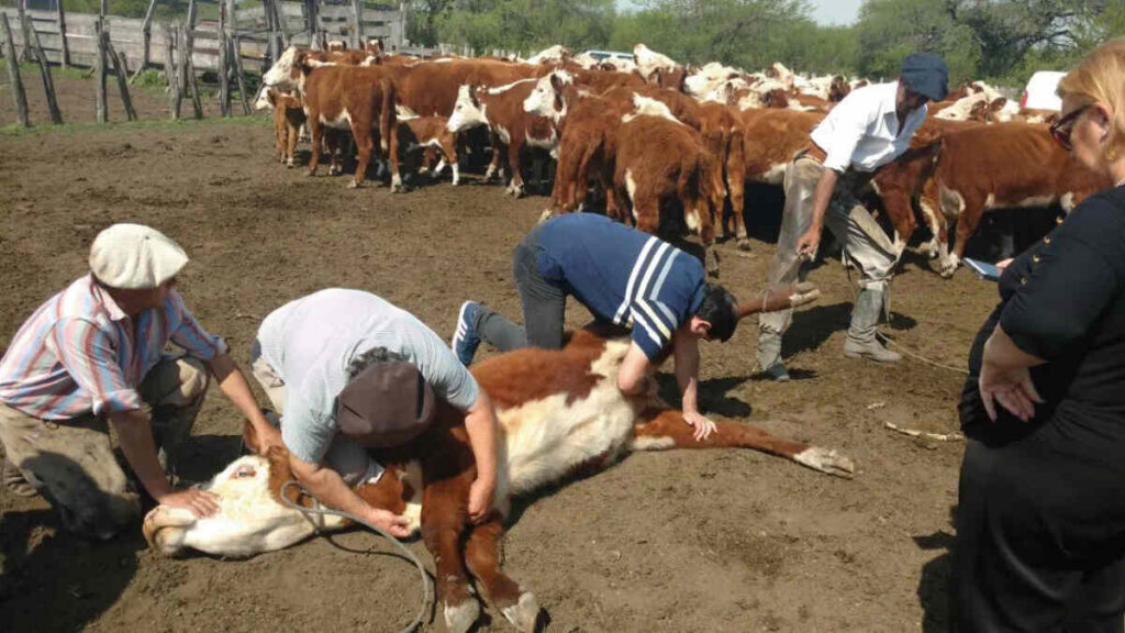 Garrapata Bovina, Entre Ríos, Ganadería