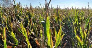 achaparramiento del maíz, chicharrita