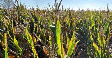 achaparramiento del maíz, chicharrita