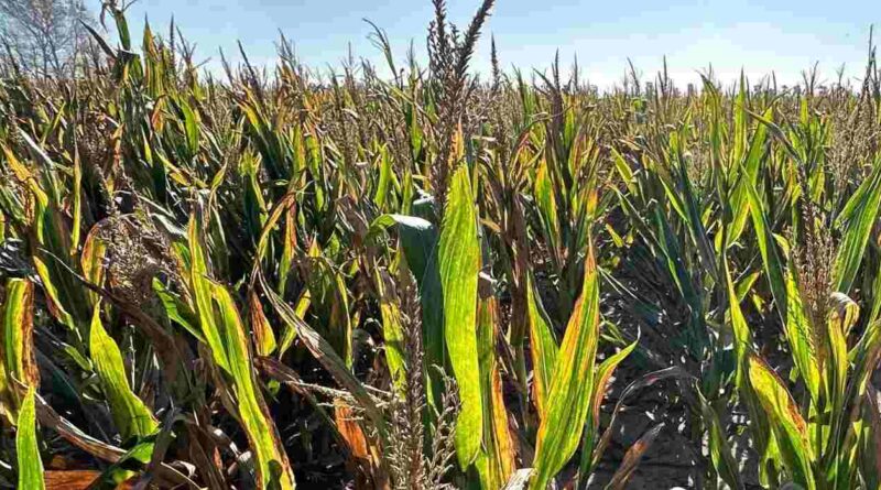 achaparramiento del maíz, chicharrita