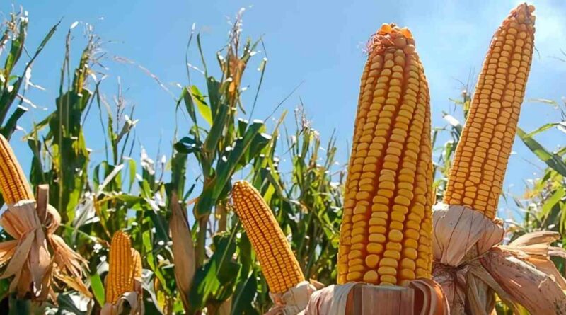 achaparramiento del maíz, maíz tardío