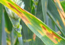 Mancha Amarilla, Trigo