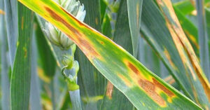 Mancha Amarilla, Trigo
