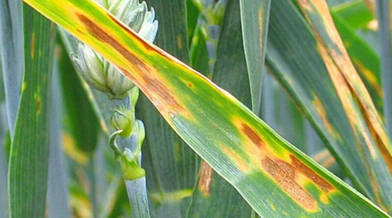 Mancha Amarilla, Trigo