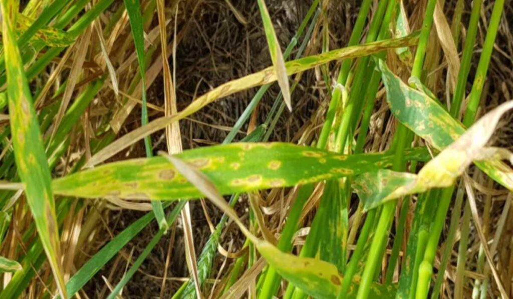 Mancha Amarilla, Trigo