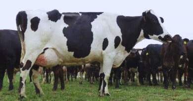 Mastitis Bovina, Vaca