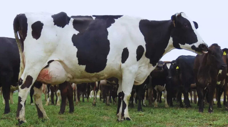 Mastitis Bovina, Vaca