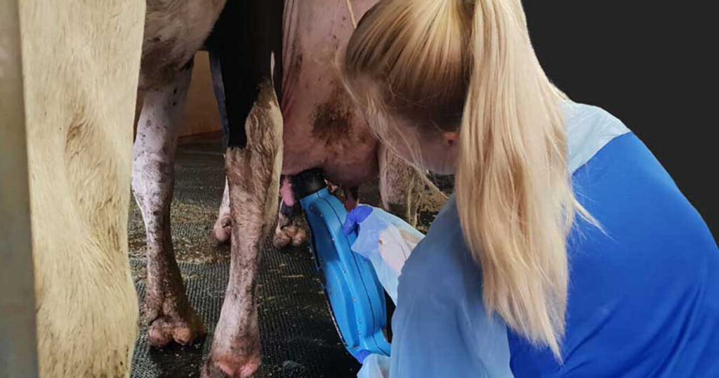 Mastitis Bovina