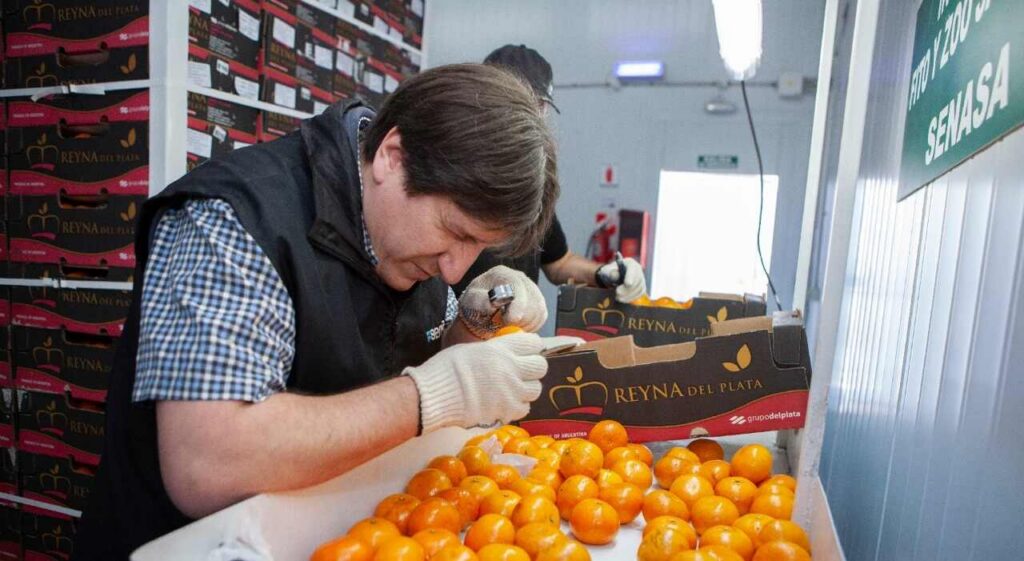 Naranjas, Exportaciones