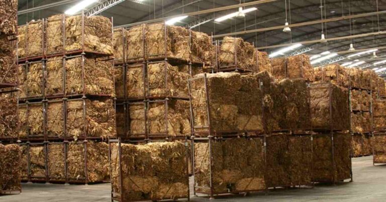 Tabaco, Exportaciones agroindustriales, Alliance One