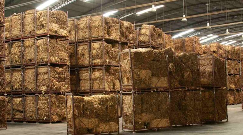 Tabaco, Exportaciones