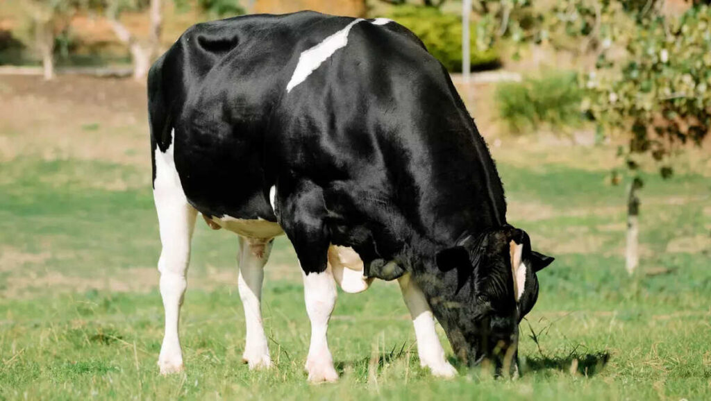 Toros Holstein