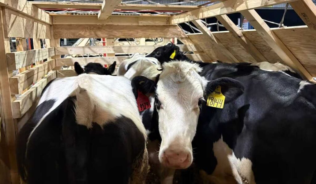Toros Holstein