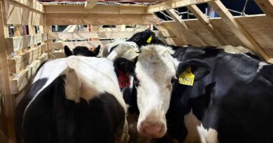 Toros Holstein
