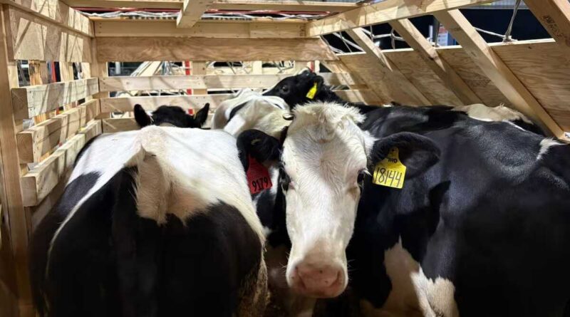 Toros Holstein