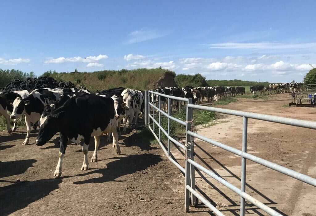 Toros Holstein