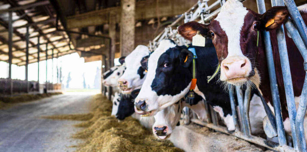 Toros Holstein