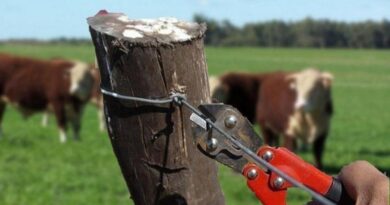 Abigeato, Ganadería, San Luis