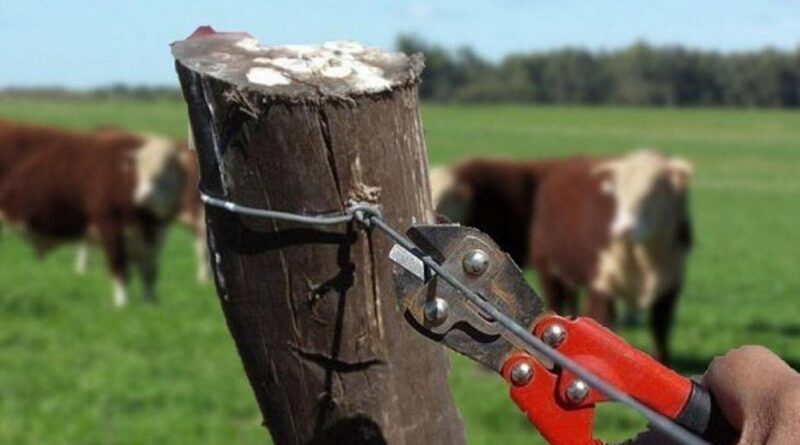 Abigeato, Ganadería, San Luis