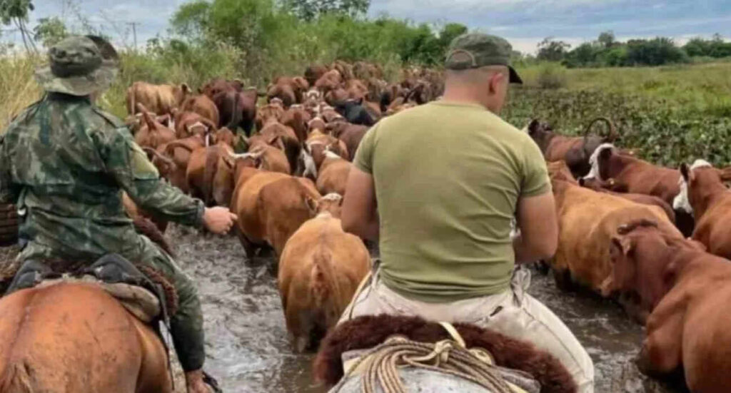 Abigeato, Ganadería