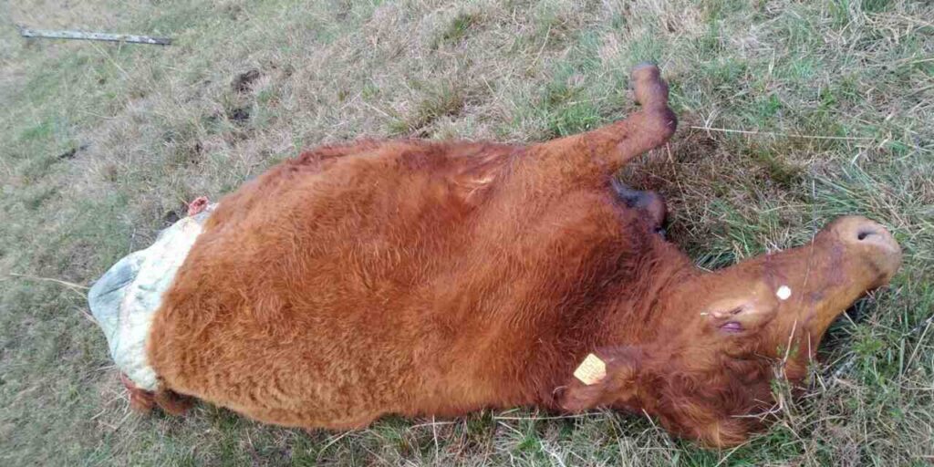 Abigeato, Ganadería