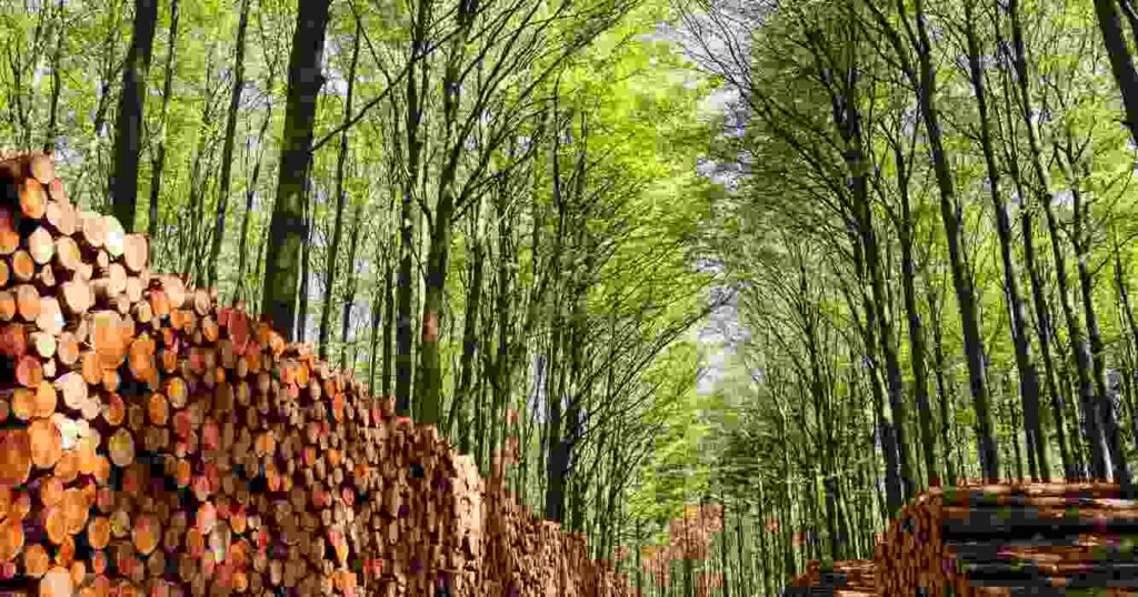 Bosque, Industria Forestal, Sirex obesus