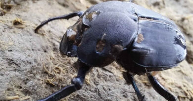 escarabajo, ganadería