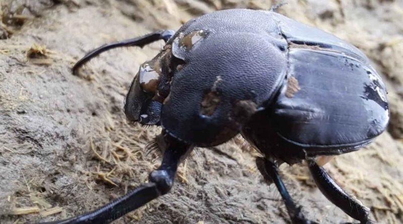 escarabajo, ganadería