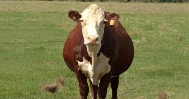 Cría, mercado, ganadería, precios