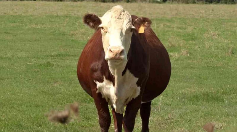 Cría, mercado, ganadería, precios