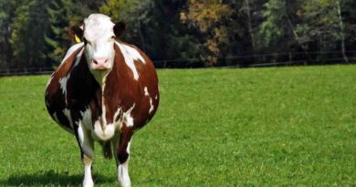 Cría, mercado, ganadería, precios