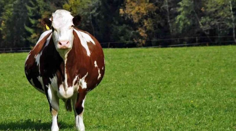 Cría, mercado, ganadería, precios