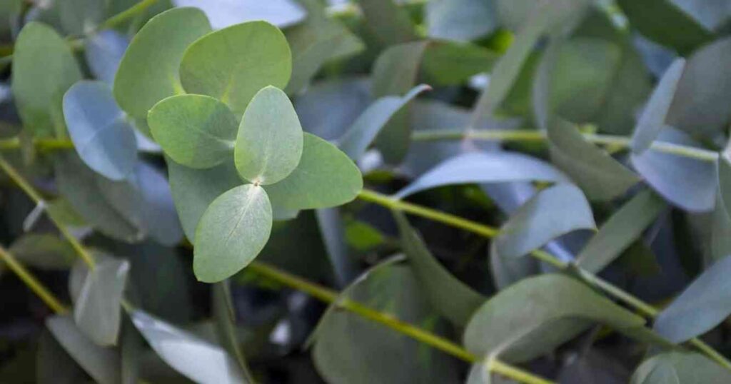 Ganadería, eucalipto