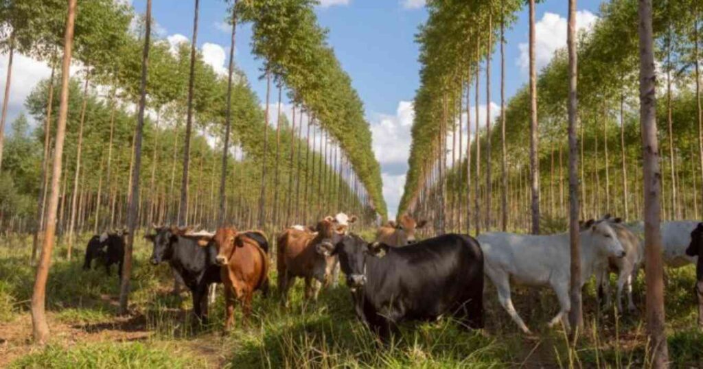 Ganadería, eucalipto