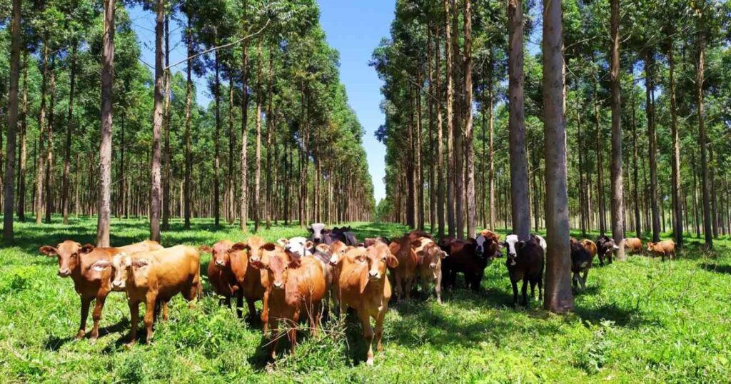 Ganadería, eucalipto, estrés calórico