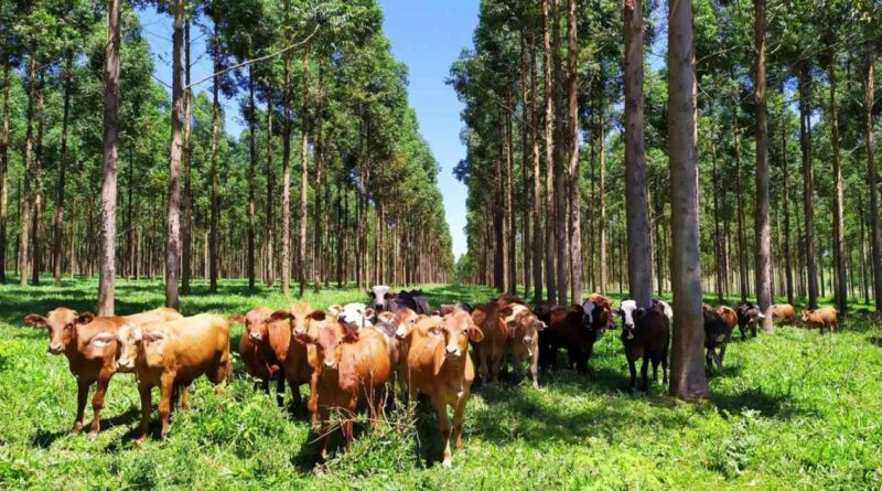Ganadería, eucalipto