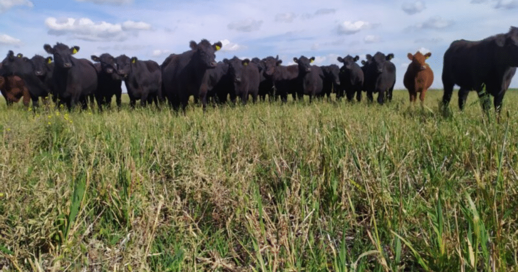 Ganadería, mijo, nutrición 