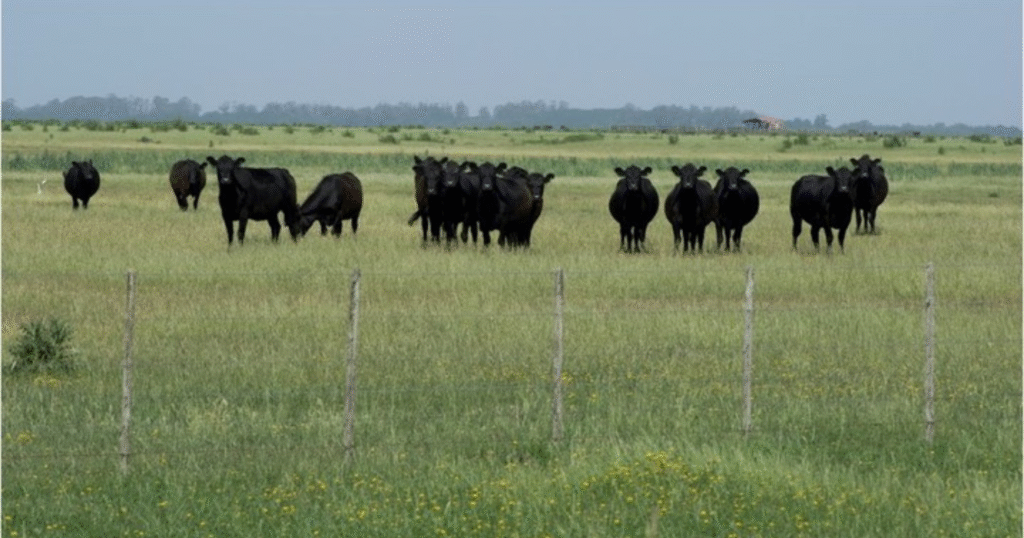 Ganadería, mijo, nutrición