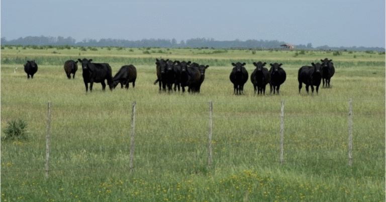 Ganadería, mijo, nutrición
