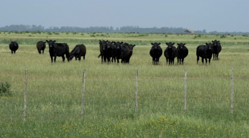 Ganadería, mijo, nutrición